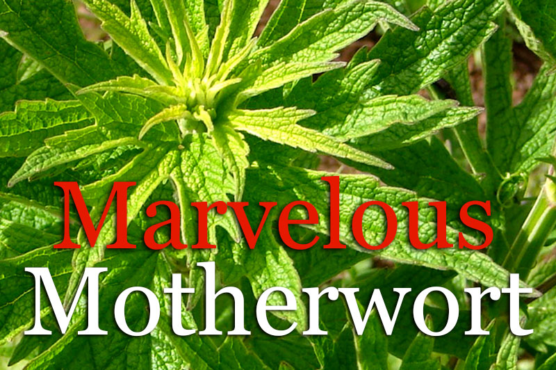 Marvelous Motherwort